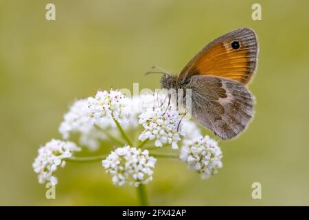 Farfalla piccola brughiera (Coenonympha pamphilus) che si nutra di fiori bianchi su sfondo verde. Scena della fauna selvatica in natura d'Europa. Paesi Bassi Foto Stock