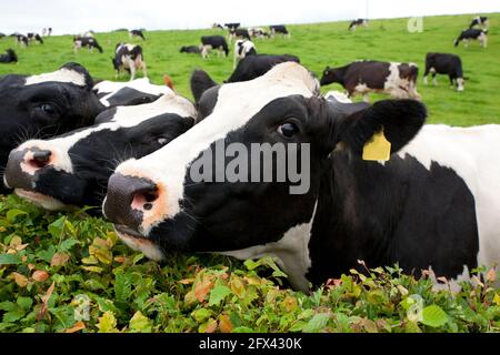 Una curiosa mucca macchiata su un campo verde. I bovini da latte, chiamati anche vacche da latte o mucche Holstein, sono allevati specificamente per produrre latte. Foto Stock