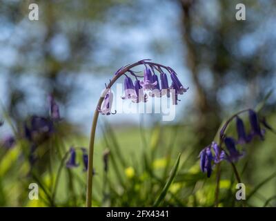 Un unico stelo di Bluebells inglese curva forma appendere silhouette eco eiyh retroilluminata bokeh sfondo di cielo e alberi con erba in primo piano Foto Stock