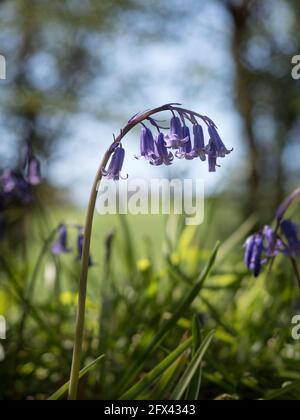 Un unico stelo di Bluebells inglese curva forma appendere silhouette eco eiyh retroilluminata bokeh sfondo di cielo e alberi con erba in primo piano Foto Stock