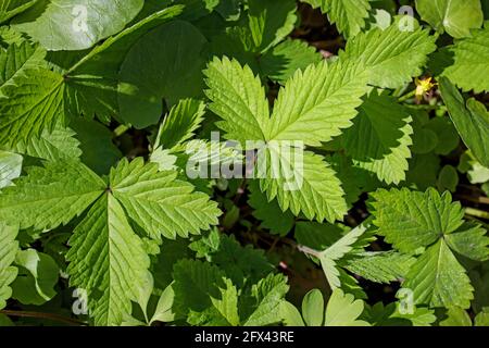 Potentilla indica conosciuto comunemente come fragola mock, fragola indiana, o falsa fragola, è una pianta fiorente della famiglia Rosaceae. Foto Stock