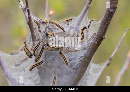 tenda orientale caterpillar (Malacosoma americanum) Foto Stock