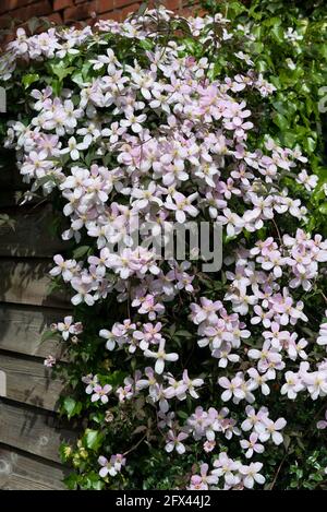 Clematis rosa montana fioritura su un capannone giardino in un giardino inglese cottage - Reading, Berkshire, Inghilterra, UK Foto Stock