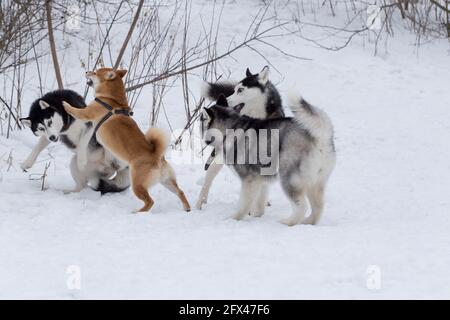 Nel parco invernale giocano il cucciolo Shiba inu e tre cuccioli di Husky siberiani. Animali domestici. Cane purebred. Foto Stock