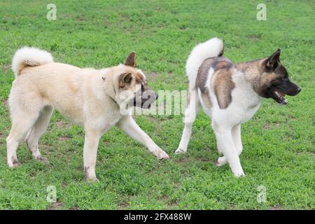 Due cuccioli americani akita giocano su un'erba verde nel parco estivo. Animali domestici. Cane purebred. Foto Stock