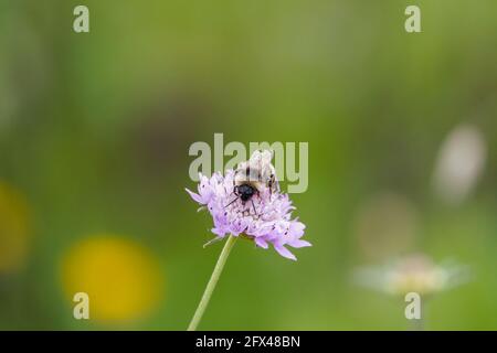 Bumblebee, bumble che si nutrono di Jasione sp, Andalusia, Spagna Foto Stock