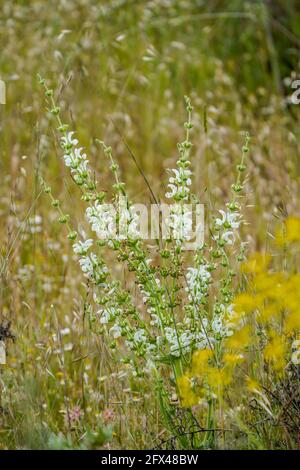 Salvia argentea, salvia d'argento, o argento clary Plant, Andalucia, Spagna. Foto Stock