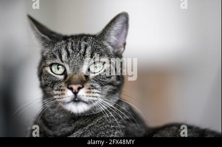 Gatto tabby marrone grigio che guarda curiosamente, dettaglio closeup sulla sua testa Foto Stock