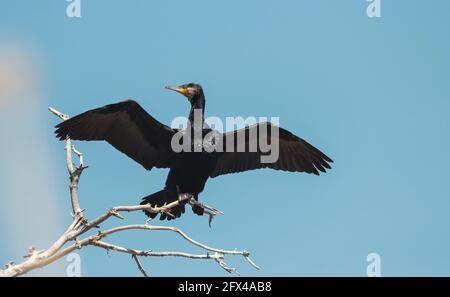 il cormorano su un ramo asciuga le ali Foto Stock