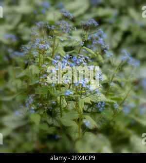 Brunnera macrophylla Jack Frost a forma di cuore modellato fogliame e delicato fiori Foto Stock