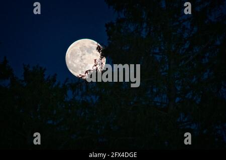 Marcia super luna sulla Germania, che sorge dietro gli alberi Foto Stock