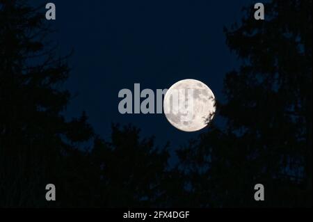 Marcia super luna sulla Germania, che sorge dietro gli alberi Foto Stock