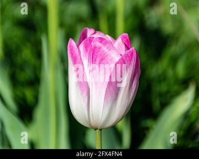 Bella tulipano rosa in un giardino Foto Stock