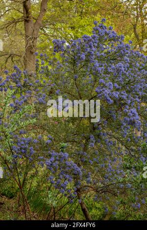 Ceanothus 'Puget Blue', lilla californiana 'Puget Blue', Ceanothus impressus 'Puget Blue' fiorisce profusamente in tarda primavera Foto Stock