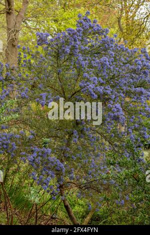 Ceanothus 'Puget Blue', lilla californiana 'Puget Blue', Ceanothus impressus 'Puget Blue' fiorisce profusamente in tarda primavera Foto Stock