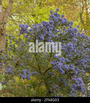 Ceanothus 'Puget Blue', lilla californiana 'Puget Blue', Ceanothus impressus 'Puget Blue' fiorisce profusamente in tarda primavera Foto Stock