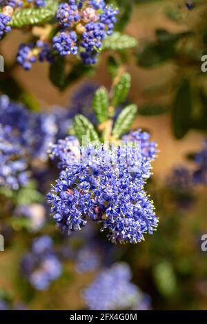 Ceanothus 'Puget Blue', lilla californiana 'Puget Blue', Ceanothus impressus 'Puget Blue' fiorisce profusamente in tarda primavera Foto Stock