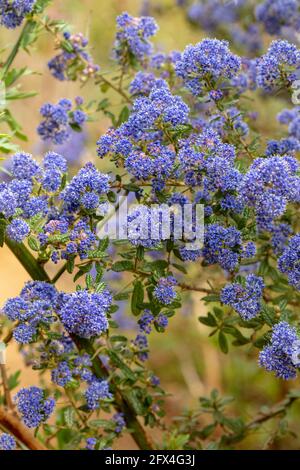 Ceanothus 'Puget Blue', lilla californiana 'Puget Blue', Ceanothus impressus 'Puget Blue' fiorisce profusamente in tarda primavera Foto Stock