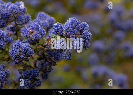 Ceanothus 'Puget Blue', lilla californiana 'Puget Blue', Ceanothus impressus 'Puget Blue' fiorisce profusamente in tarda primavera Foto Stock