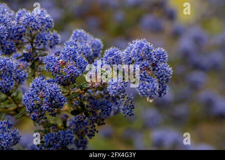 Ceanothus 'Puget Blue', lilla californiana 'Puget Blue', Ceanothus impressus 'Puget Blue' fiorisce profusamente in tarda primavera Foto Stock