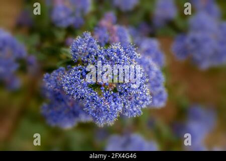 Ceanothus 'Puget Blue', lilla californiana 'Puget Blue', Ceanothus impressus 'Puget Blue' fiorisce profusamente in tarda primavera Foto Stock