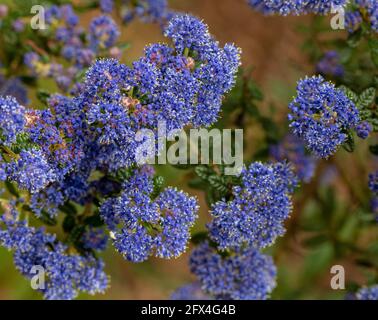 Ceanothus 'Puget Blue', lilla californiana 'Puget Blue', Ceanothus impressus 'Puget Blue' fiorisce profusamente in tarda primavera Foto Stock