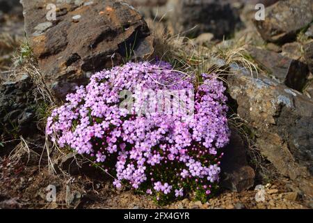 Un grumo di soapwort di roccia con fiori rosa che crescono tra Rocce in un habitat naturale costiero nelle Isole Britanniche Foto Stock