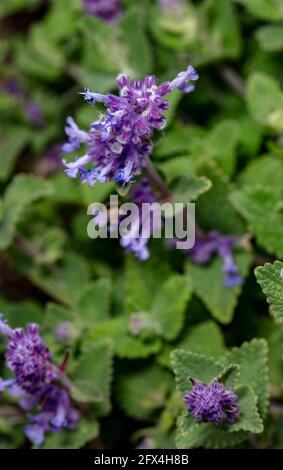 Primo piano ritratto delle piante di Nepeta racemosa – Superba, fiore e fogliame Foto Stock