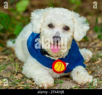 Un carino bianco soffice cane è all'aperto con il suo numero Un costume da campione Foto Stock