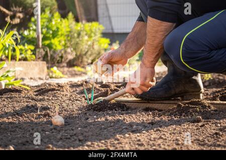 Primo piano di un uomo caucasico che sbatte negli stivali di gomma, tenendo semi di patate in una mano e zappa da giardino nell'altra Foto Stock