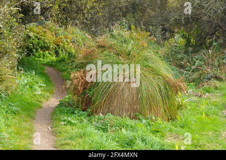 Maggiore Tussock-carici (Carex paniculata), Superiore Mori e Porth Hellick Piscina Sentiero Natura, St. Mary's, isole Scilly, Cornwall, Regno Unito Foto Stock