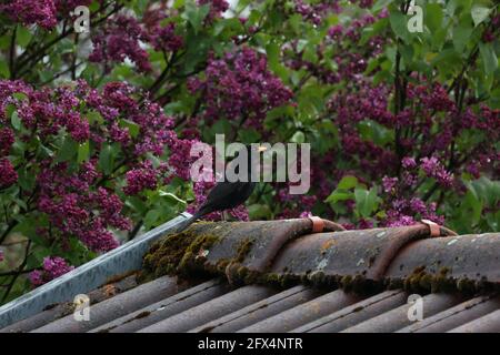 Blackbird on the roof in the spring against the background of blooming lilacs Foto Stock
