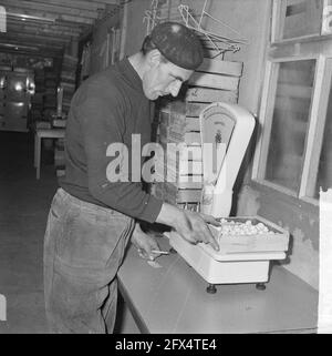 I coltivatori ex-estari di Yerseke introducano i primi funghi, pesando i funghi, 19 febbraio 1964, CHAMPIGNONS; I Paesi Bassi, foto agenzia stampa del XX secolo, notizie da ricordare, documentario, fotografia storica 1945-1990, storie visive, Storia umana del XX secolo, che cattura momenti nel tempo Foto Stock