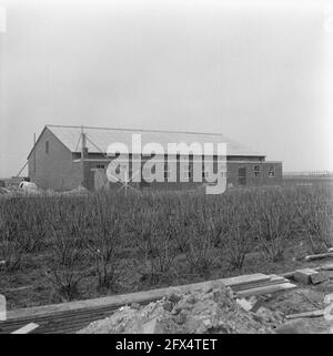 I coltivatori ex-estari di Yerseke introducano i primi funghi, la serra vista dall'esterno, il 19 febbraio 1964, CHAMPIGNONS, Paesi Bassi; foto agenzia stampa del xx secolo, notizie da ricordare, documentario, fotografia storica 1945-1990, storie visive, Storia umana del XX secolo, che cattura momenti nel tempo Foto Stock