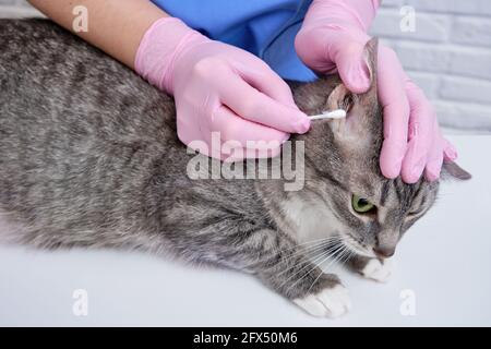 Mani di un veterinario con un bastoncino di cotone da esaminare il gatto orecchie per parassiti e funghi Foto Stock