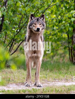 Vista frontale del profilo Wolf in primavera Nel nord dell'Ontario guardando la macchina fotografica nel suo ambiente e. habitat con blur foresta bac Foto Stock