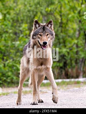 Wolf primo piano vista profilo nei cespugli in primavera Nord Ontario guardando la fotocamera nel suo ambiente e habitat con sfondo di foresta sfocata Foto Stock