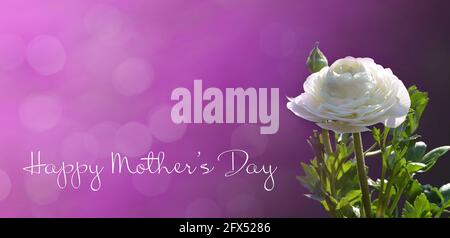 Happy Mothers carta giorno con fiore bianco ranunculus Foto Stock