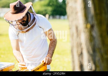 Giovane apicoltore che ispeziona la cornice dell'alveare. Lavoro rilassante nella natura. Foto Stock