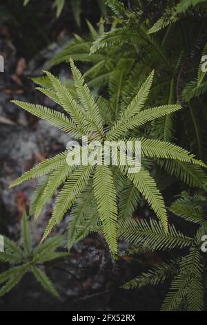 Primo piano di una foglia di felce verde. Visto in un'escursione al Berowra Creek vicino al fiume Hawkesbury. Foto Stock