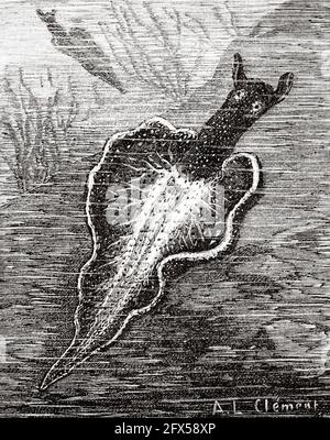Animali verdi. Clorofilla animale. Elysia viridis. Antica illustrazione del XIX secolo incisa da la Nature 1893 Foto Stock
