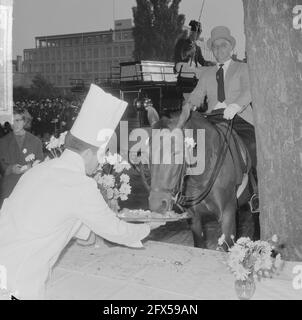 Giornata mondiale degli animali 1964, alimentazione degli animali (all'estero), 5 ottobre 1964, ANIMALI, Paesi Bassi, foto agenzia stampa del xx secolo, notizie da ricordare, documentario, fotografia storica 1945-1990, storie visive, Storia umana del XX secolo, che cattura momenti nel tempo Foto Stock