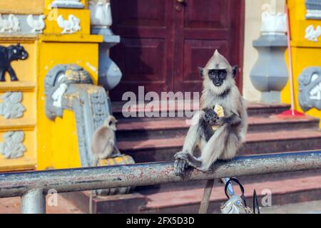 Scimmia di langur grigia (hanuman) seduta in posa su recinzione al Tempio di Kataragama, Provincia del Sud, Sri Lanka Foto Stock