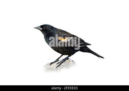 Blackbird alato rosso, tagliato su uno sfondo bianco, (Agelaius phoeniceus), giovane, maschio, Bird Cut out Foto Stock