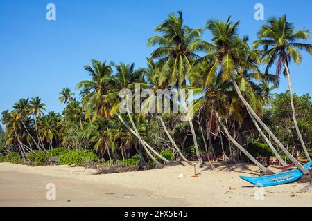 Tradizionale barca da pesca sotto palme e cielo blu sulla spiaggia di Tangalle, provincia meridionale, Sri Lanka Foto Stock