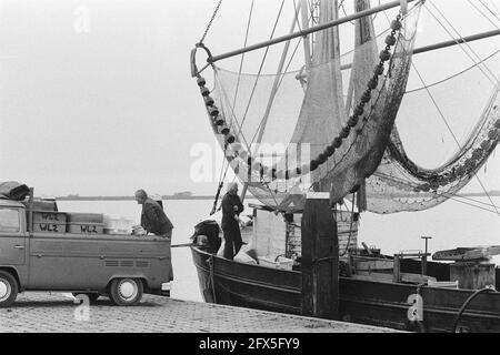 Pesca di gamberetti al molo vicino Ameland, 19 ottobre 1981, molo, barche da pesca, I Paesi Bassi, foto agenzia stampa del XX secolo, notizie da ricordare, documentario, fotografia storica 1945-1990, storie visive, Storia umana del XX secolo, che cattura momenti nel tempo Foto Stock