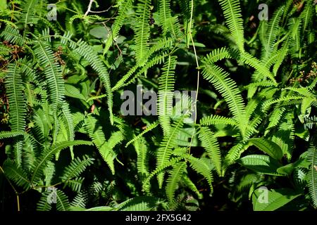 Felci che crescono sulle pareti di montagna sulla catena montuosa settentrionale, Trinidad. Foto Stock