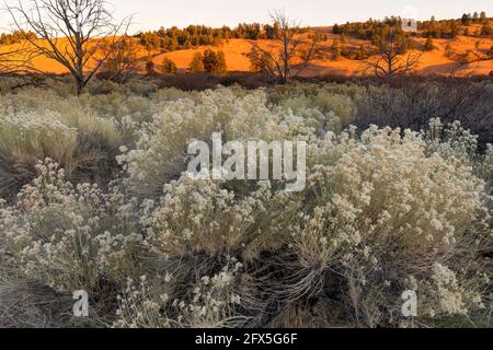 Coral Pink Sand Dunes state Park at Sunset, Kanab, Utah, USA Foto Stock