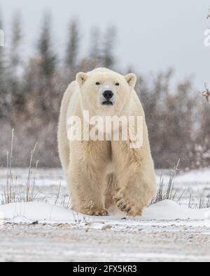 Un grande orso polare maschile visto in ambiente selvaggio nel nord del Canada durante la migrazione a Hudson Bay, Sea Ice. Foto Stock