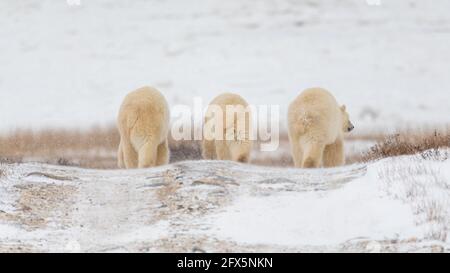 Famiglia di orsi polari, mamma e due cuccioli che camminano attraverso un paesaggio settentrionale innevato in Canada durante il periodo di migrazione. Visto da dietro, back end. Foto Stock